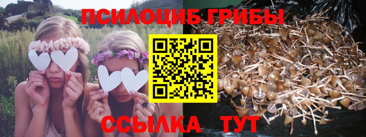 Псилоцибиновые грибы мицелий Сибай